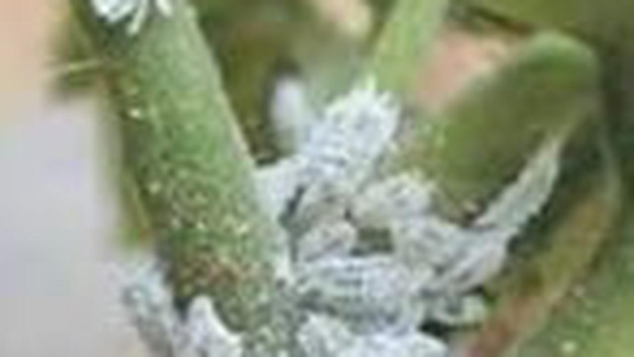 Mengungkap Rahasia Kumbang Cochineal dalam Produk Kecantikan dan Makanan