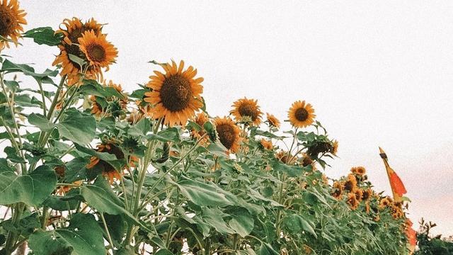 Keindahan Taman Harmoni Surabaya (sumber: instagaram/surabaya)