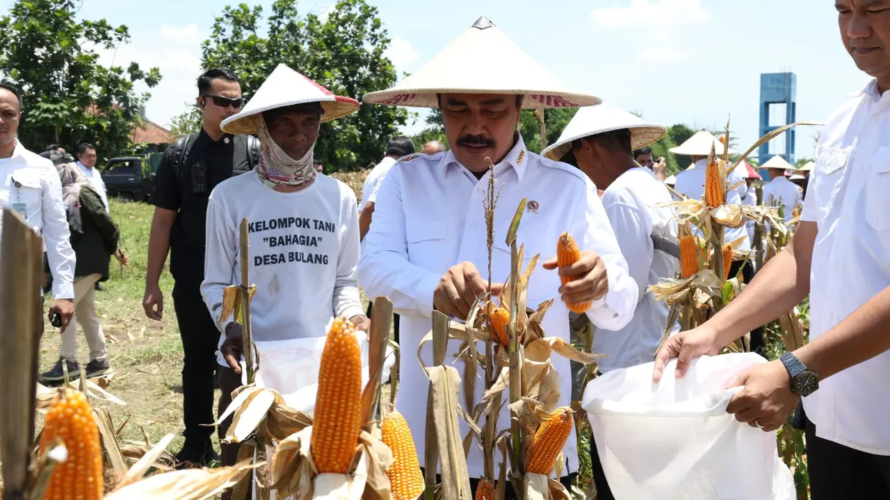 Menteri Imipas Agus Andrianto Panen Jagung di Sidoarjo, Tegaskan Komitmen Dukung Ketahanan Pangan Nasional