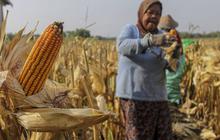 Harga Jual Gabah dan Jagung di Tingkat Petani Naik Jadi Rp500 Per Kg