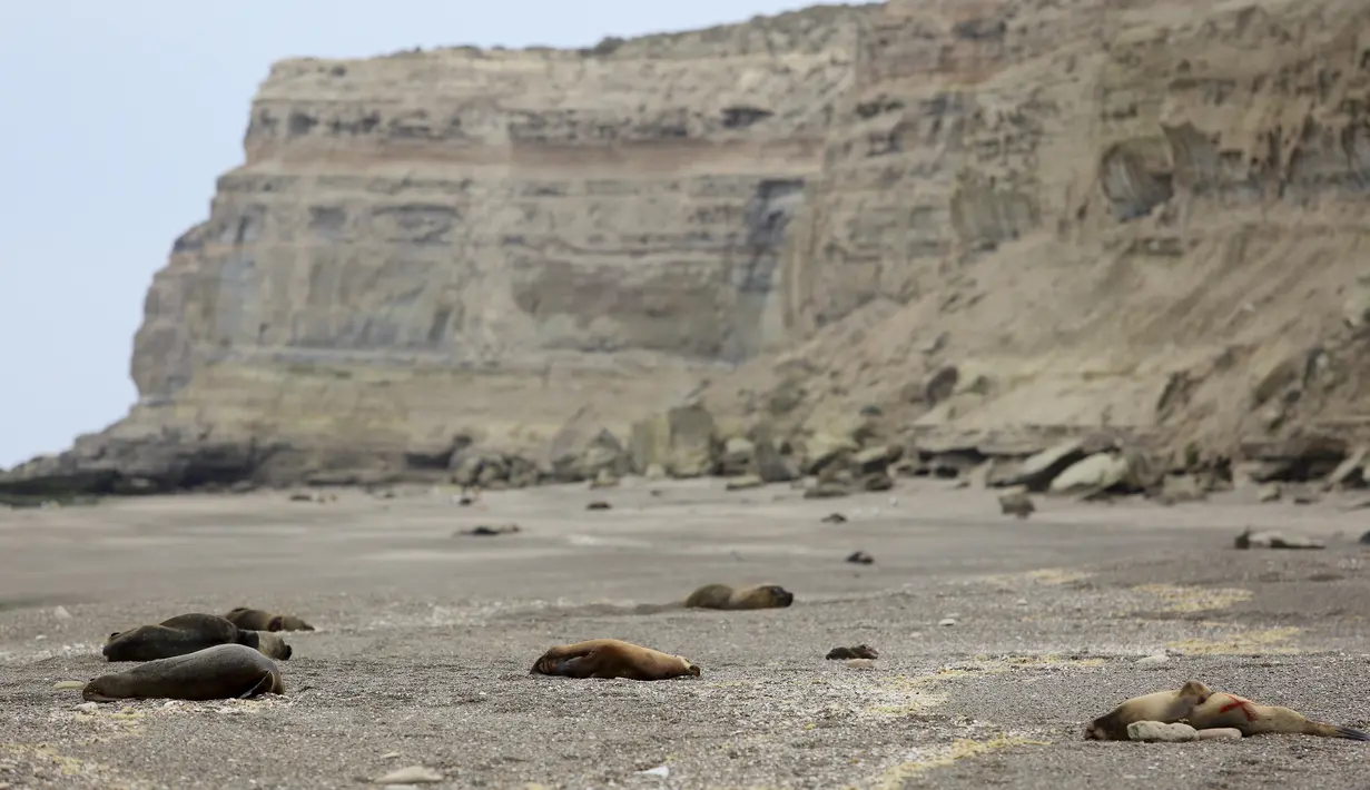 Singa laut, sebagian mati, tergeletak di pantai di Punta Bermeja, di pantai Atlantik Patagonian, dekat Viedma, provinsi Río Negro, Argentina, Senin, 28 Agustus 2023. (AP Photo/Juan Macri)