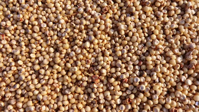 6 Manfaat Sorgum untuk Kesehatan, Sumber Karbohidrat Pengganti Beras