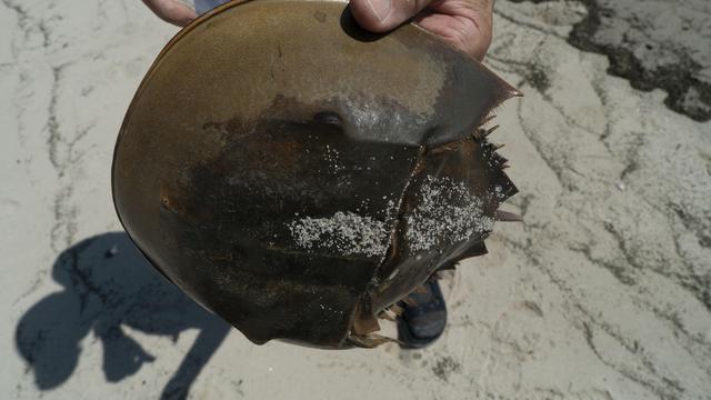 Kepiting Tapal Kuda. (INZAURRALDE AFP)