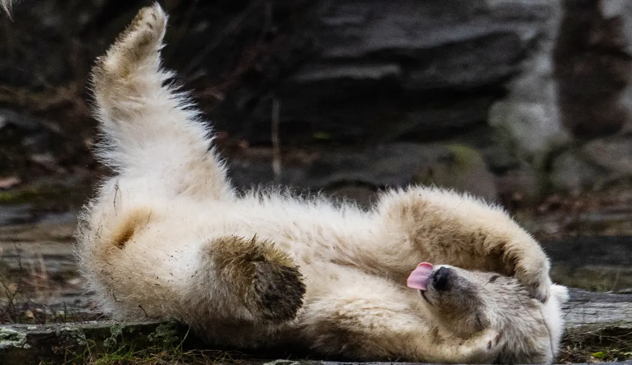 Bayi beruang kutub berguling-guling saat dipamerkan di Kebun Binatang Tierpark, Berlin, Jerman, Jumat (15/3). Bayi beruang kutub tersebut meninggalkan sarang pembiakan untuk pertama kalinya. (John MACDOUGALL/AFP)