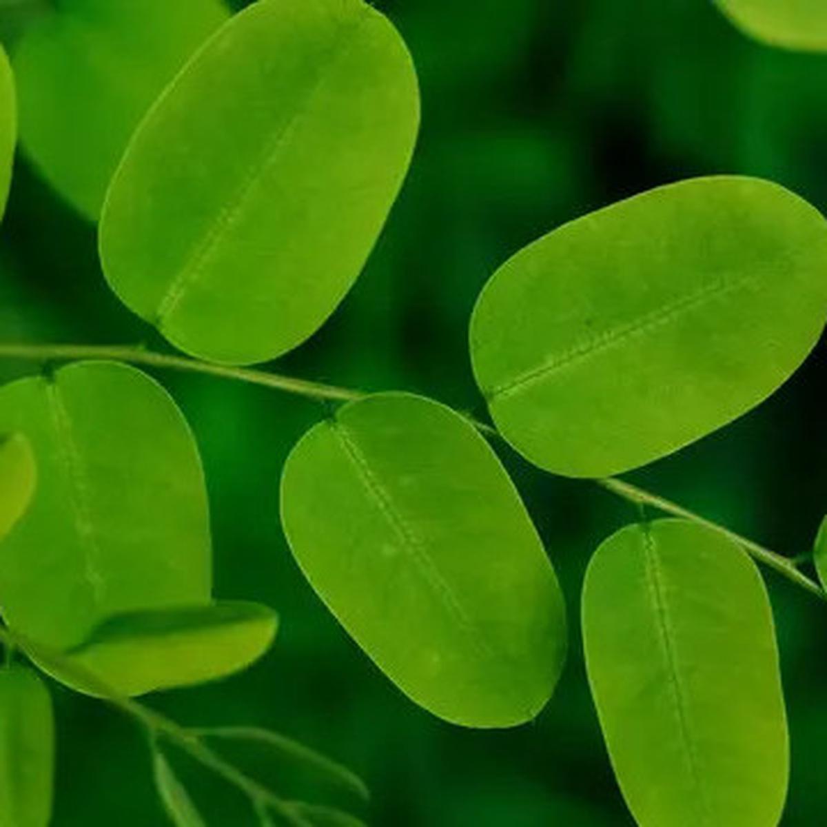 Top 3: Deretan Manfaat Daun Kelor untuk Kesehatan
