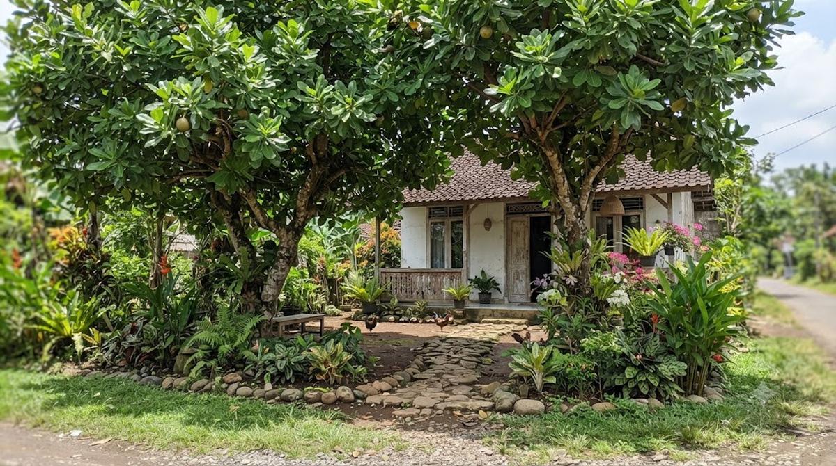 Pohon Keben