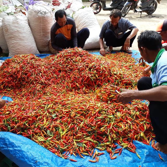 Jelang Idul Fitri Kementan Terus Kawal Pasokan Cabai Dan