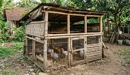 Cara Membuat Kandang Ayam Darurat dari Bambu dan Kayu Bekas, Ternyata Tak Perlu Bahan Mahal
