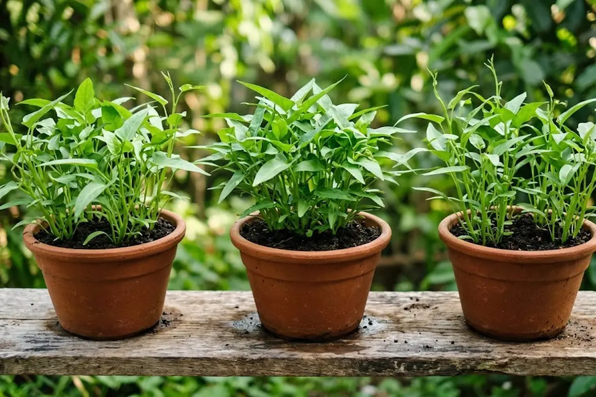 Kangkung