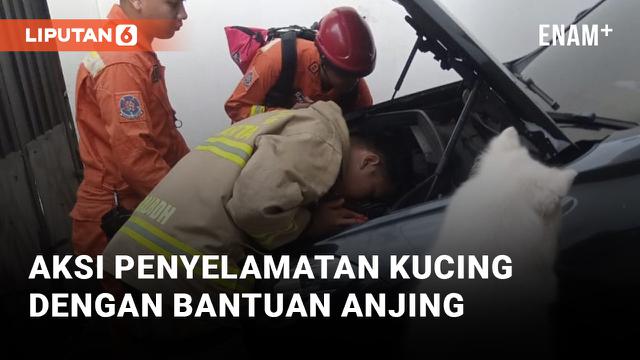Aksi Penyelamatan Kucing Dibantu Anjing