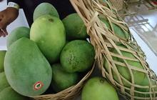 4 Jenis Mangga yang Lebih Enak Dimakan Saat Masih Muda, Cocok untuk Rujak dan Manisan