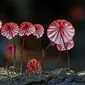 Fungi atau jamur cantik tumbuh di Australia. Sumber: This Is Colossal/Steve Axford