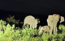 Hadiah HUT RI ke-80, Bayi Gajah Jantan Lahir di Way Kambas