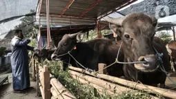 Azmi berbincang dengan calon konsumen melalui panggilan video di Peternakan Yuk Qurban, Depok, Rabu (22/7/2020). Pemilik peternakan Yuk Qurban itu menggunakan website dan aplikasi media sosial dalam memasarkan hewan kurban untuk memudahkan konsumen di tengah pandemi. (merdeka.com/Iqbal Nugroho)