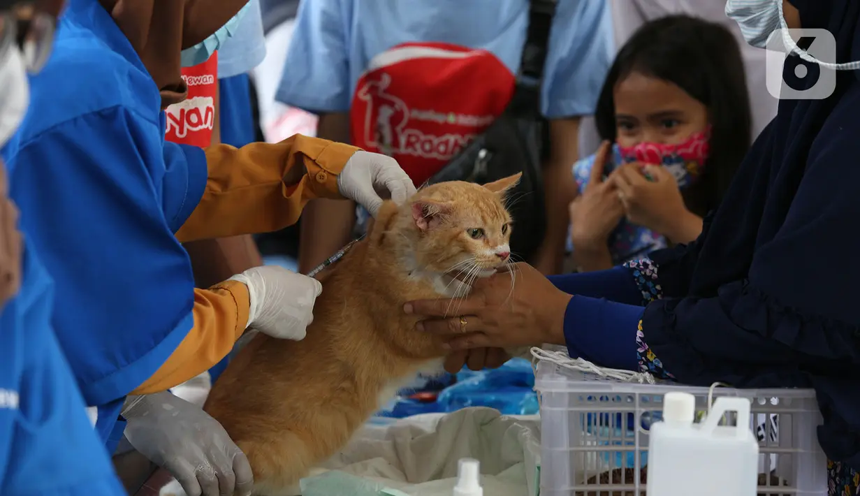 Petugas menyuntikkan vaksin antirabies terhadap seekor kucing di Kelurahan Rawa Jati, Jakarta, Sabtu (7/11/2020). Pemberian vaksin gratis tersebut untuk menghindari dan mengantisipasi penyebaran penyakit rabies kepada hewan peliharaan. (merdeka.com/Imam Buhori)