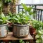 8 Ide Magic Com Rusak untuk Pot Sayur, Cara Kreatif Memanfaatkan Barang Tak Terpakai