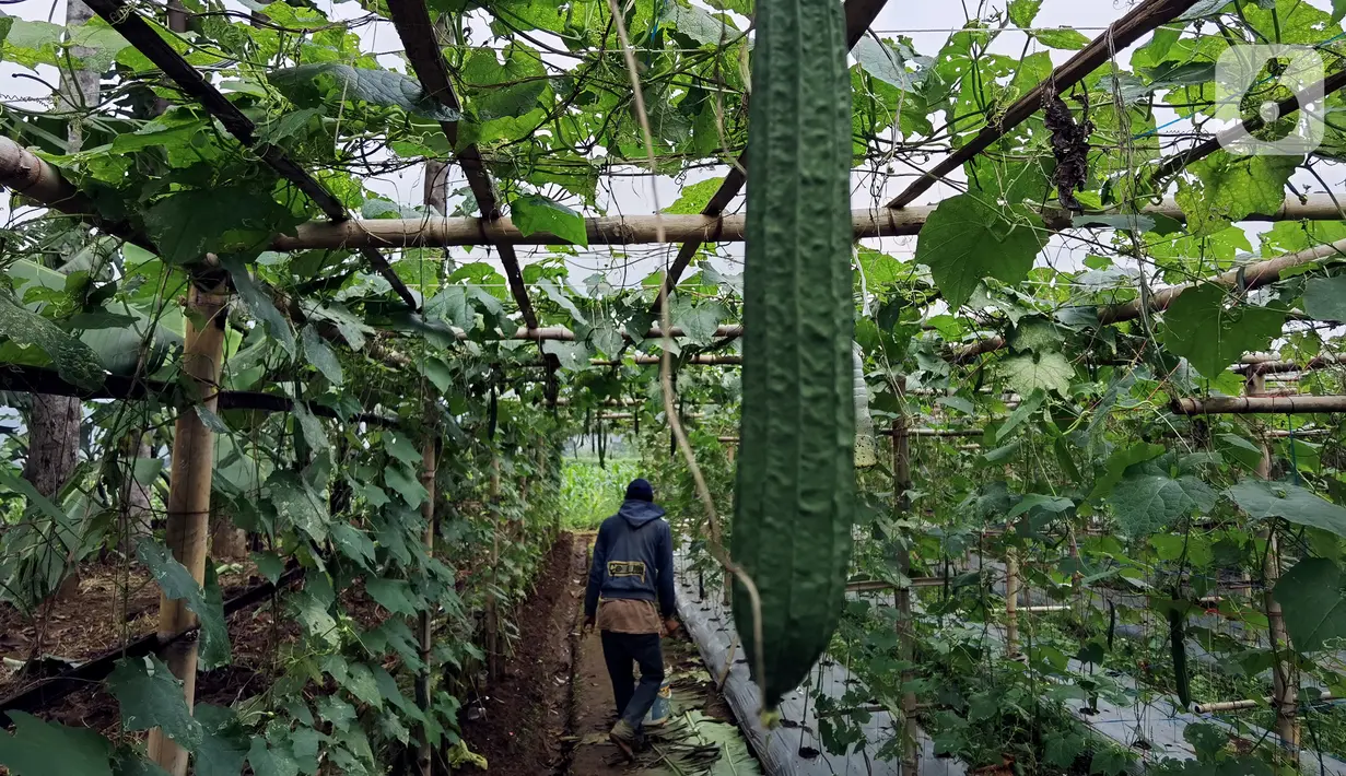 Sayur oyong yang siap dipanen di lahan milik Yoga (29) di Desa Nagrak, Sukaraja, Bogor, Minggu (18/9/2022). Yoga mengubah lahannya untuk menanam pare dan oyong guna membantu kebutuhan kuliah sang adik. (Liputan6.com/Johan Tallo)