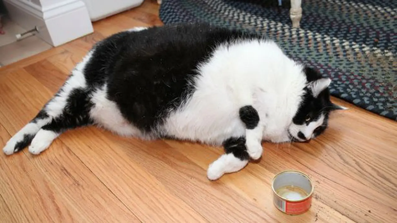 Sprinkles, Kucing Tergendut di Amerika