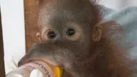 Wajah Didik si bayi orangutan murung dan sedih. (Liputan6.com/Raden AMP)