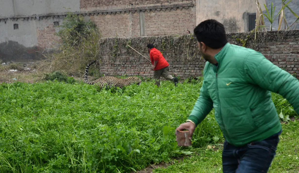 Macan tutul mengejar seorang pria India yang memegang tongkat setelah ditemukan memasuki perkampungan di Jalandhar, Kamis (31/1). Macan tutul yang ketakutan itu mengamuk dan menyerang warga dan mengakibatkan enam orang terluka. (AP Photo)