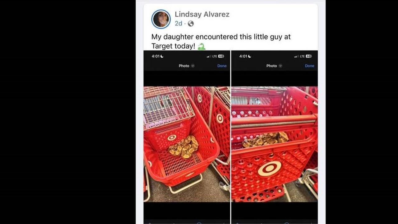 Ular Boa Kolombia dalam Keranjang Belanja Milik Toko Retail Target, Lowa.