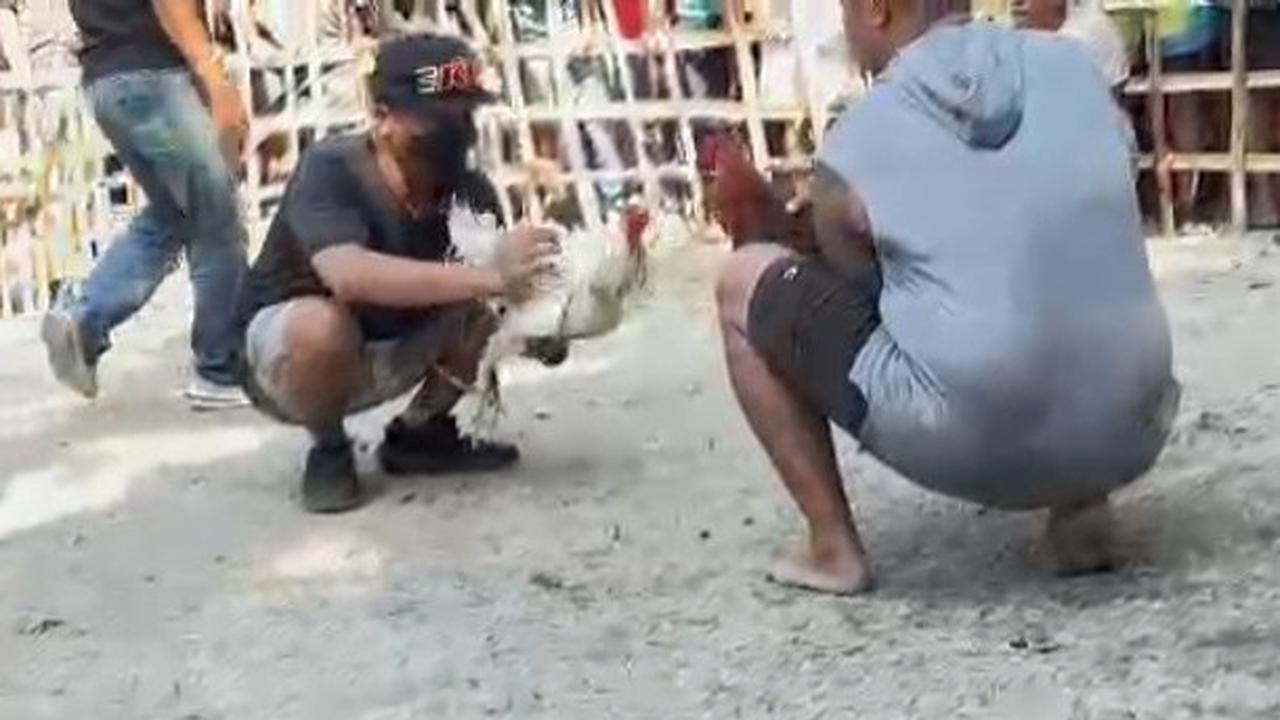 Kanit Reskrim Polsek di NTT Diduga Main Judi Sabung Ayam