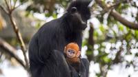 Kemunculan monyet berwarna oranye di Taronga Zoo membuat heboh warga Negeri Kangguru Australia.