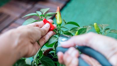 7 Cara Merangsang Pohon Cabai agar Cepat Berbuah dan Panen Melimpah