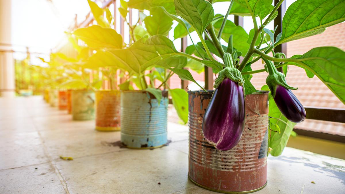 9 Cara Menanam Terong di Kaleng Cat Bekas agar Subur dan Berbuah Lebat