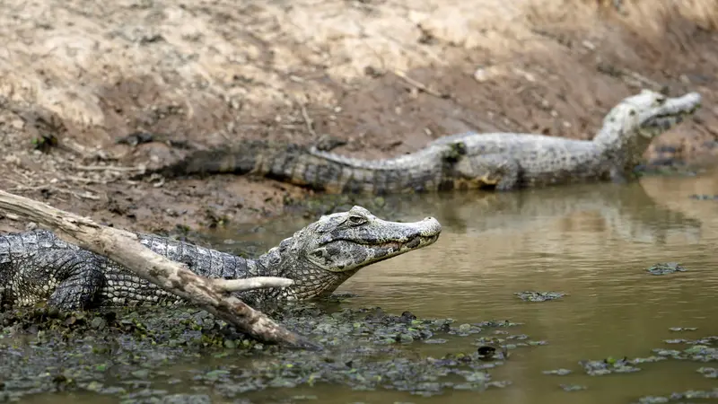 20160624-Sungai Kekeringan, Nasib Buaya di Paraguay Memprihatinkan-Paraguay