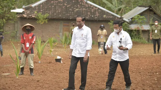 Presiden Jokowi Canangkan Penanaman Satu Juta Batang Kelapa Genjah Se-Indonesia