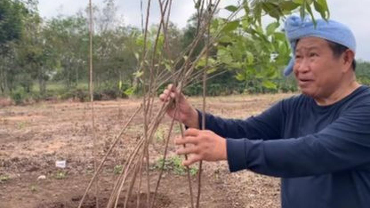 Menanam Cengkih dengan Kepala Diikat Handuk