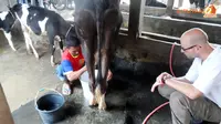 Cara Mengecek Bakteri pada Susu Perahan