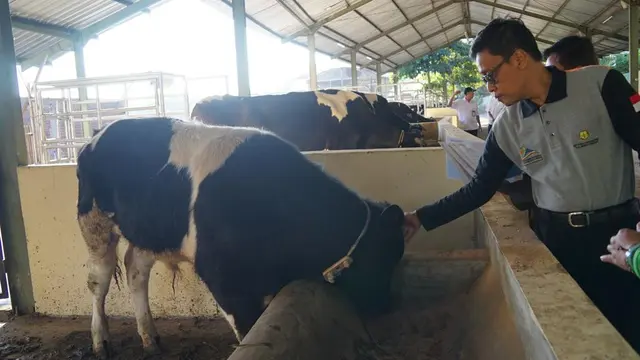 Kepala BPPSDMP Kementan Dorong Milenial Jadi Inseminator Handal dan Profesional
