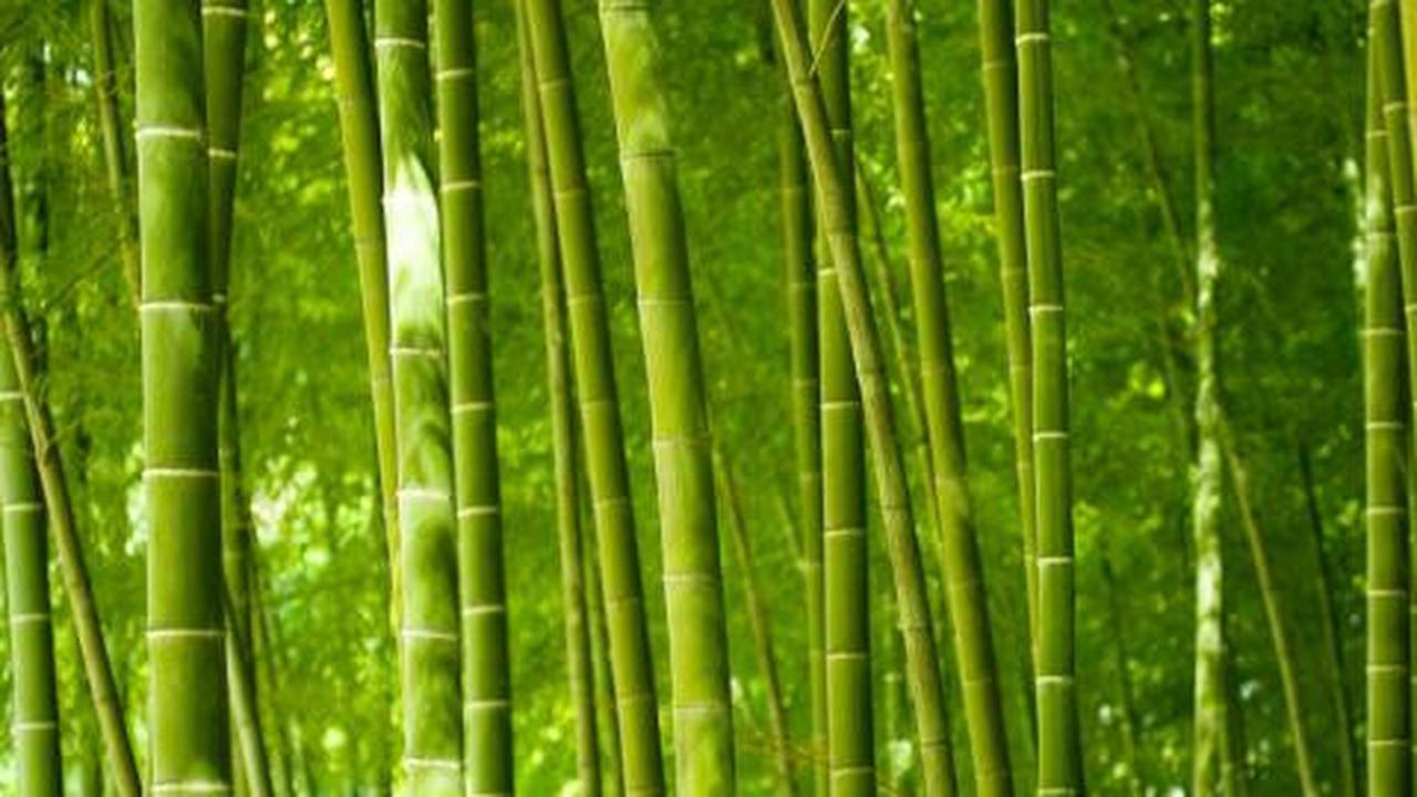 Dikeluarkan dari tahanan, dua penebang bambu sujud syukur