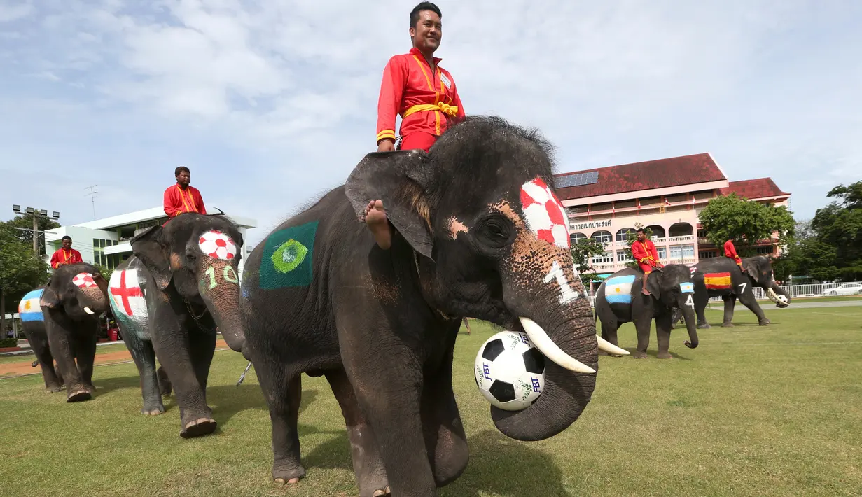 Tim gajah masuk ke lapangan untuk bertanding bola melawan tim Ayutthaya Wittayalai School di Provinsi Ayutthaya, Thailand, Selasa (12/6). Acara ini juga sebagai kampanye mengurangi maraknya judi selama Piala Dunia berlangsung. (AP Photo/Sakchai Lalit)