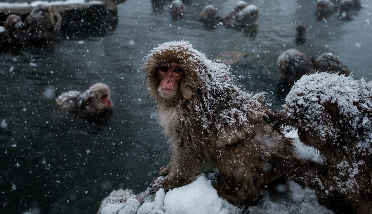 Lihat Aksi Lucu Monyet Salju Jepang Mandi Air Panas Foto