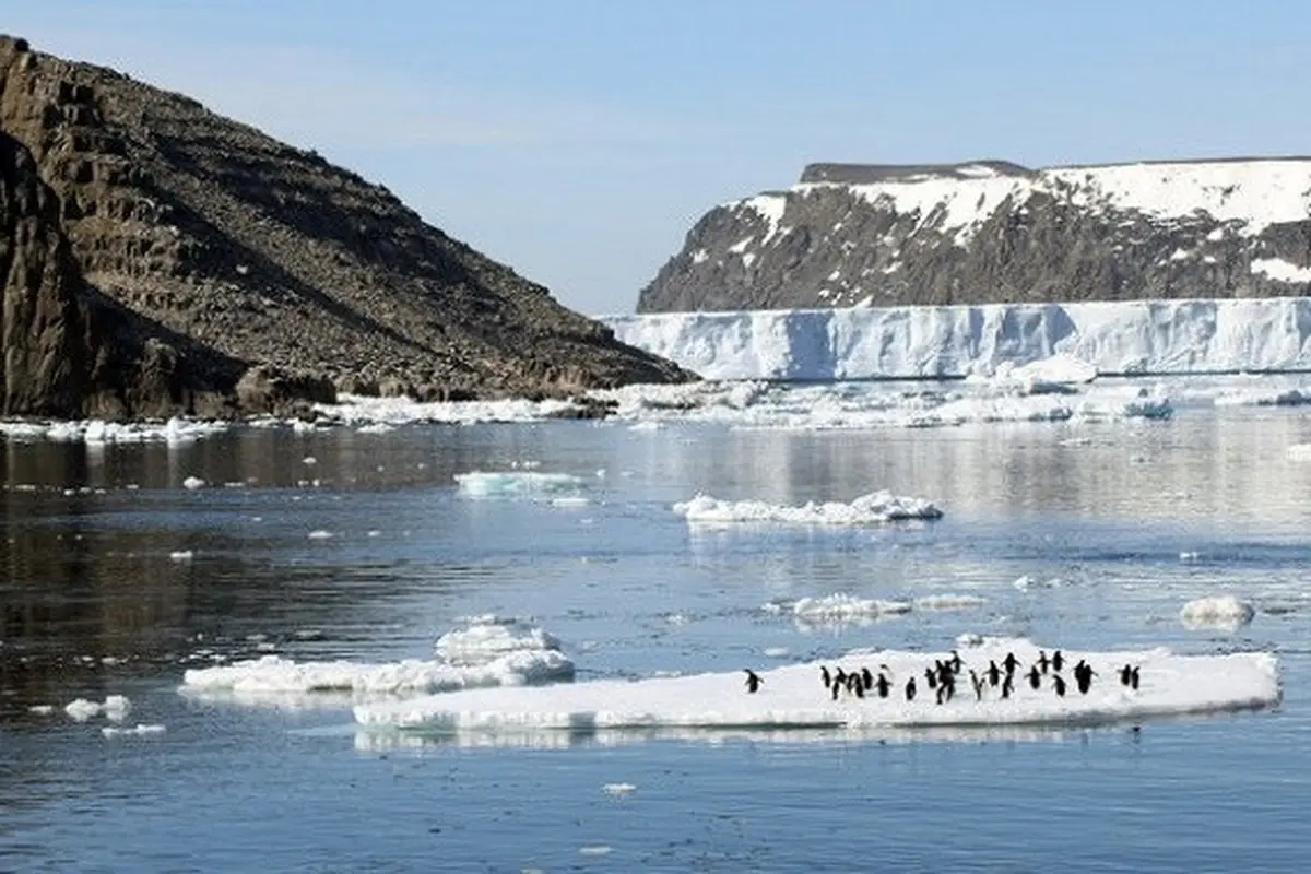 Koloni Penguin di Antartika Timur