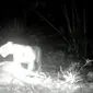 Camera trap merekam harimau sedang memangsa hewan ternak milik warga