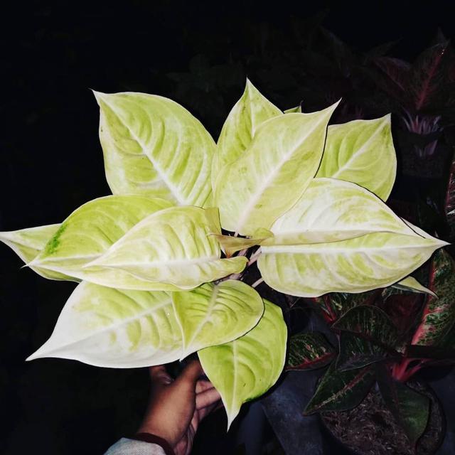 Ilustrasi Aglaonema Moonlight | deskgram.co