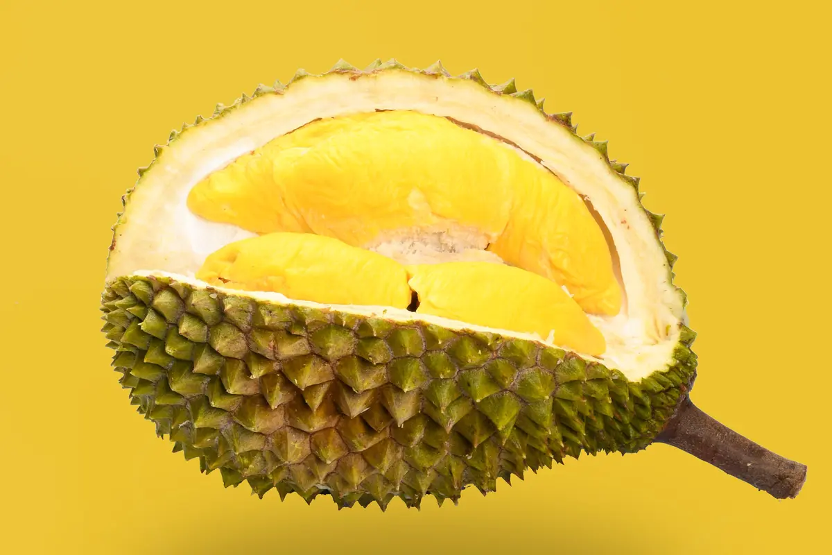 Durian - Vania