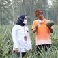 Pupuk Indonesia (Persero) melalui anak perusahaannya yaitu PT Pupuk Kujang Cikampek (PKC) berhasil membuat petani nanas di Desa Sarireja, Kecamatan Jalancagak, Kabupaten Subang, Jawa Barat (Jabar) naik kelas