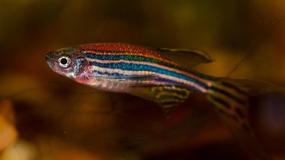 Zebra Danio
