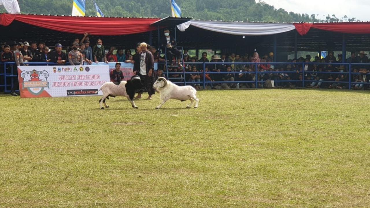 Jadi Tempat Adu Domba
