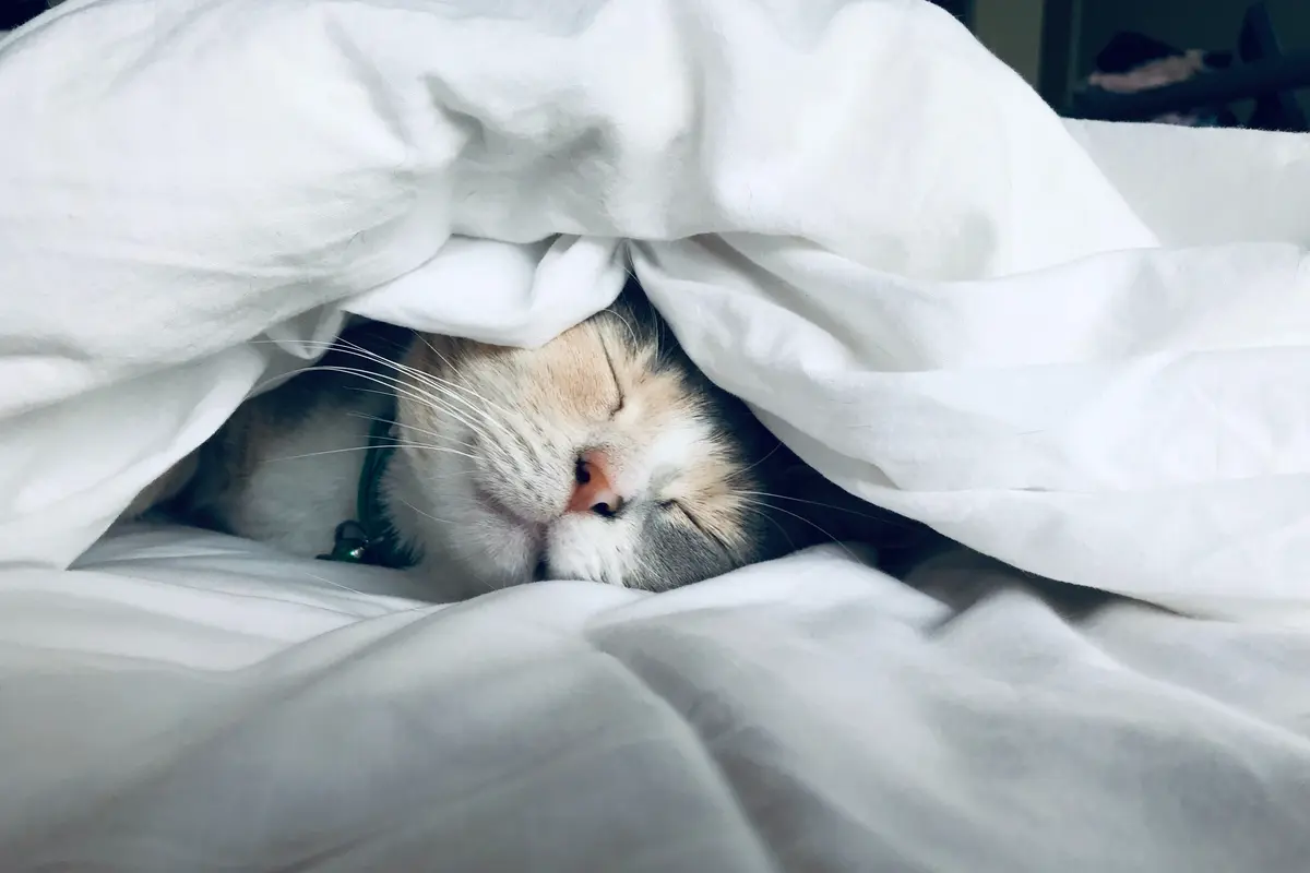 Ilustrasi kucing tidur