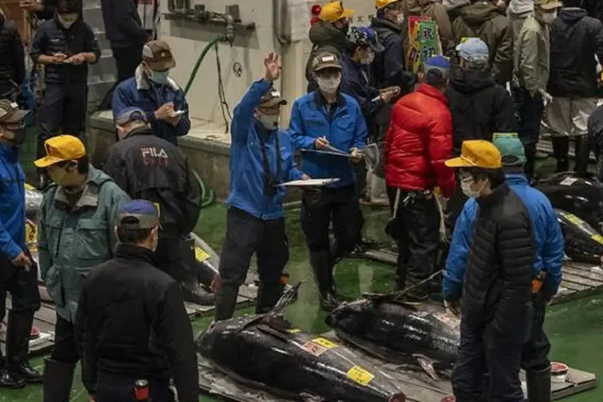 Lelang ikan tuna di Toyosu fish market Tokyo Jepang (AFP)