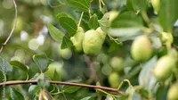 Daun dan Buah Bidara (Credit: devmarya on Adobe Stock)