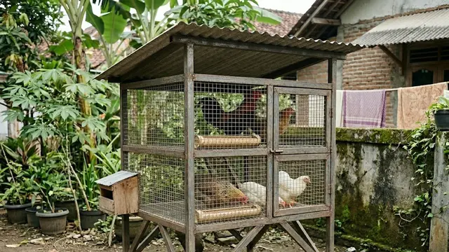 Desain Kandang Ayam Model Panggung