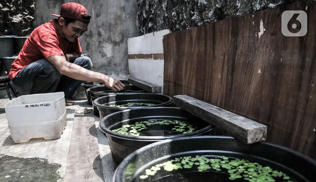 Yuko (44) melakukan perawatan rutin ikan cupang hias di Toko Kevrez Betta, Pancoran Mas, Depok, Jawa Barat, Minggu (13/9/2020). Ikan cupang hias Yuko dibanderol mulai Rp35 ribu-Rp200 ribu per ekor tergantung jenis san warna. (merdeka.com/Iqbal S. Nugroho)