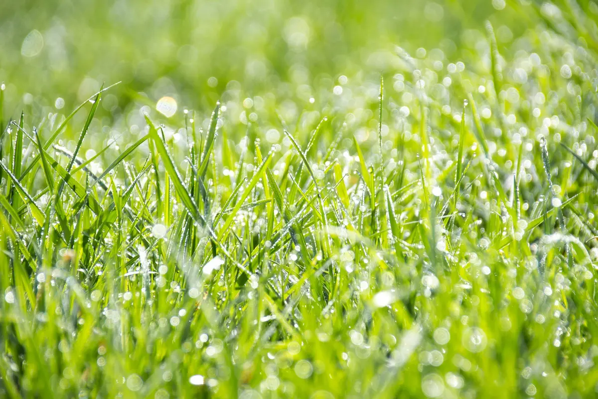 Ilustrasi rumput